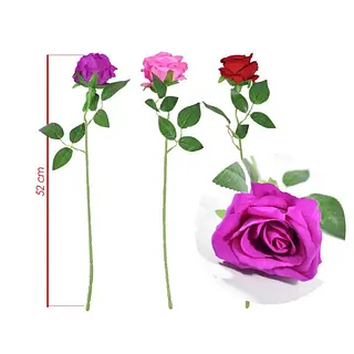 Rosa Variocolor Pequeña