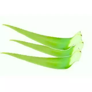 Sábila De Hoja -Aloe Vera