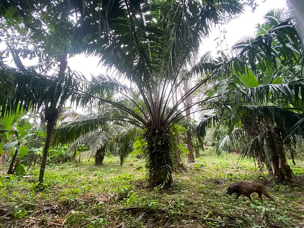 Finca Ecológica- Guacavía