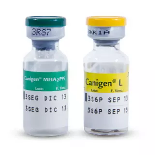 Canigen Mha1pp1/L Quintuple