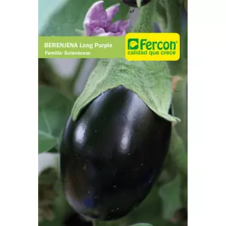 Berenjena Larga