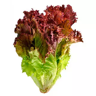 Lechuga Crespa Morada